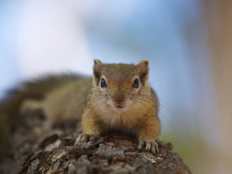 Squirrel, Mokuti